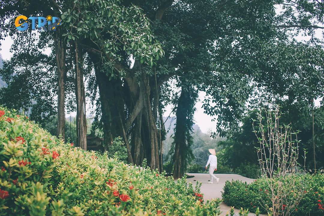 A thousand-year-old Moving Banyan Tree