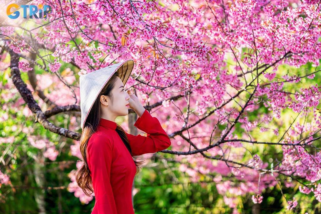 Muong Phang Cherry Blossom Festival 2026 is a spring tourism event in Dien Bien showcasing cherry blossoms, ethnic culture, and authentic local experiences
