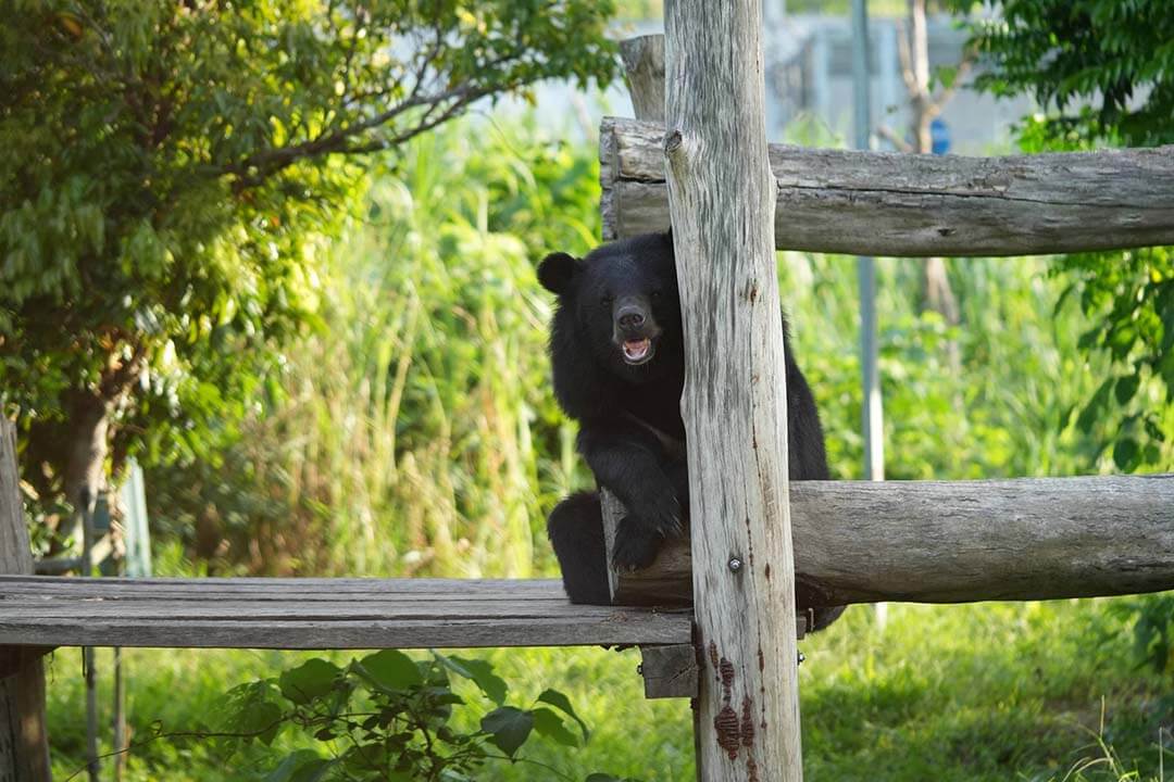 Bear Sanctuary Ninh Binh: History, Bear Types, And Complete Travel Guide