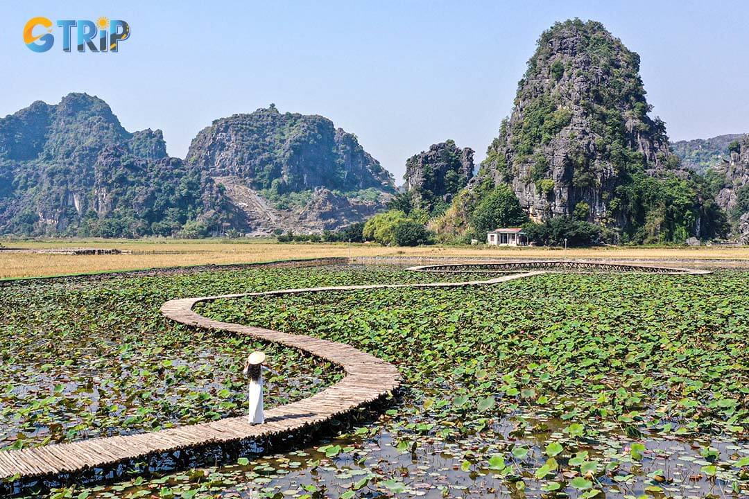 The woman is wearing ao dai and walking on the bridge in the middle of the lotus field, promising to bring you a wonderful experience when coming to Ninh Binh