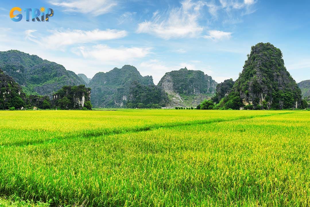 Ninh Binh’s rice fields, with their changing seasonal hues, showcase stunning landscapes and reflect the region’s agricultural heritage and sustainable economy