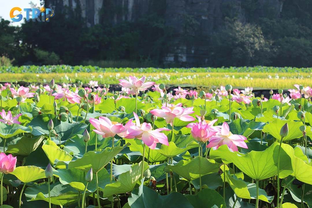 Ninh Binh's lotus fields are a photographer's paradise, with endless stunning shots