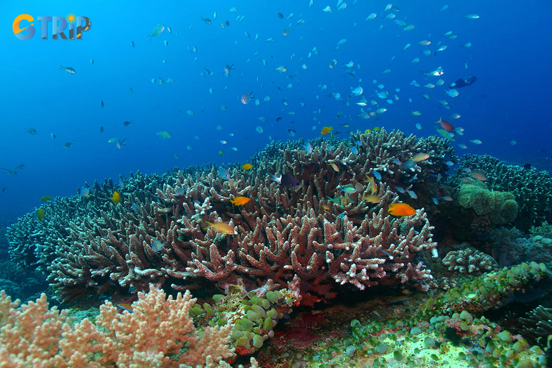 Numerous conservation initiatives have been implemented to preserve Ha Long Bay’s biodiversity