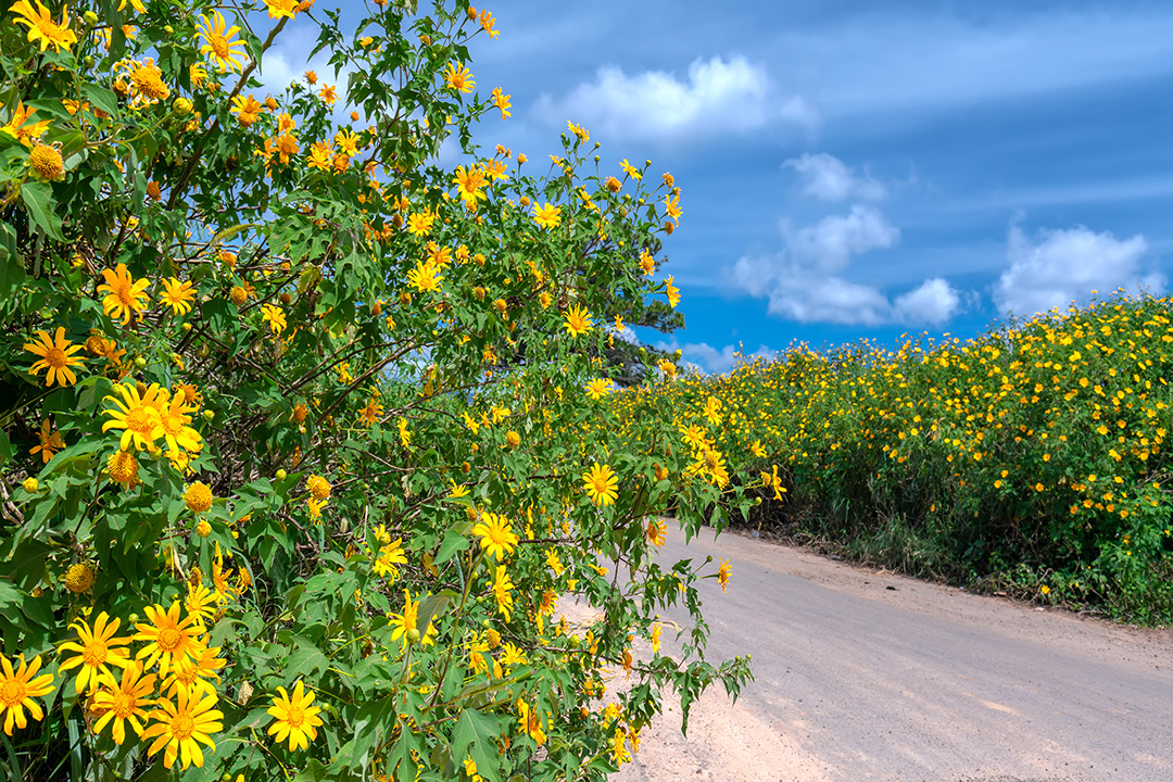 Wild Sunflower Week In Gia Lai 2024