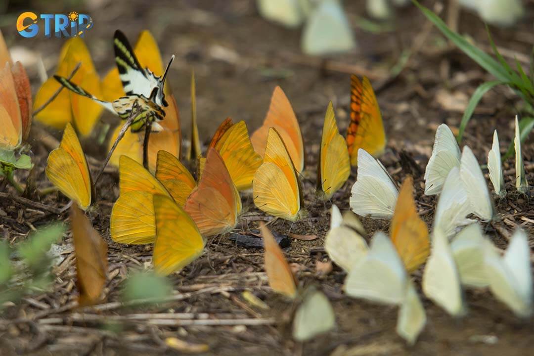 Observing thousands of vibrant butterflies fluttering through the lush greenery of Cuc Phuong National Park is a mesmerizing and unforgettable experience