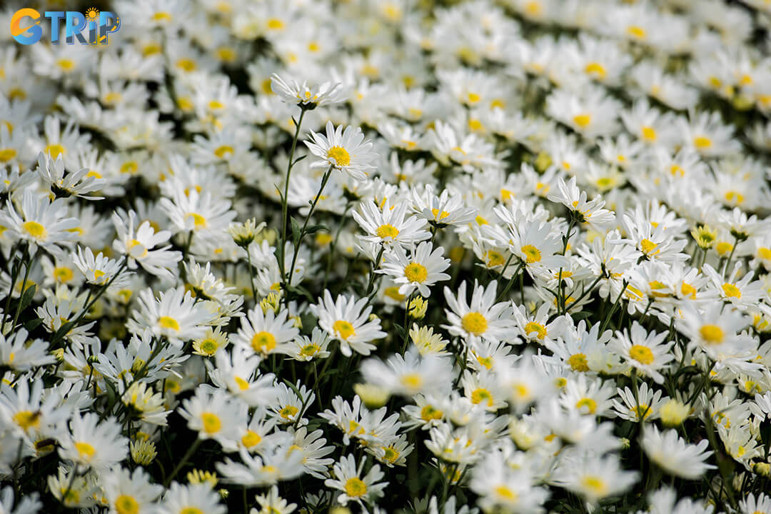 October turns Hanoi into a floral wonderland as white daisies bloom across the city, offering dreamy photo spots from flower markets to lakeside gardens