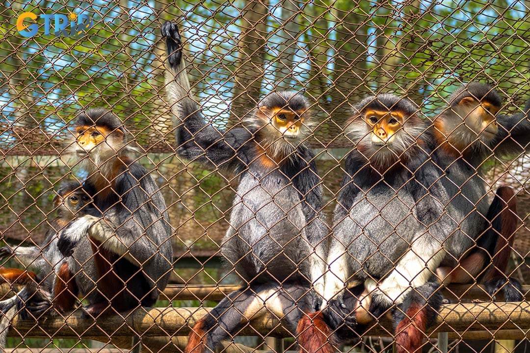 Releasing Langur species into their natural habitat will help them develop better, but perhaps hunting will cause them to become extinct sooner.