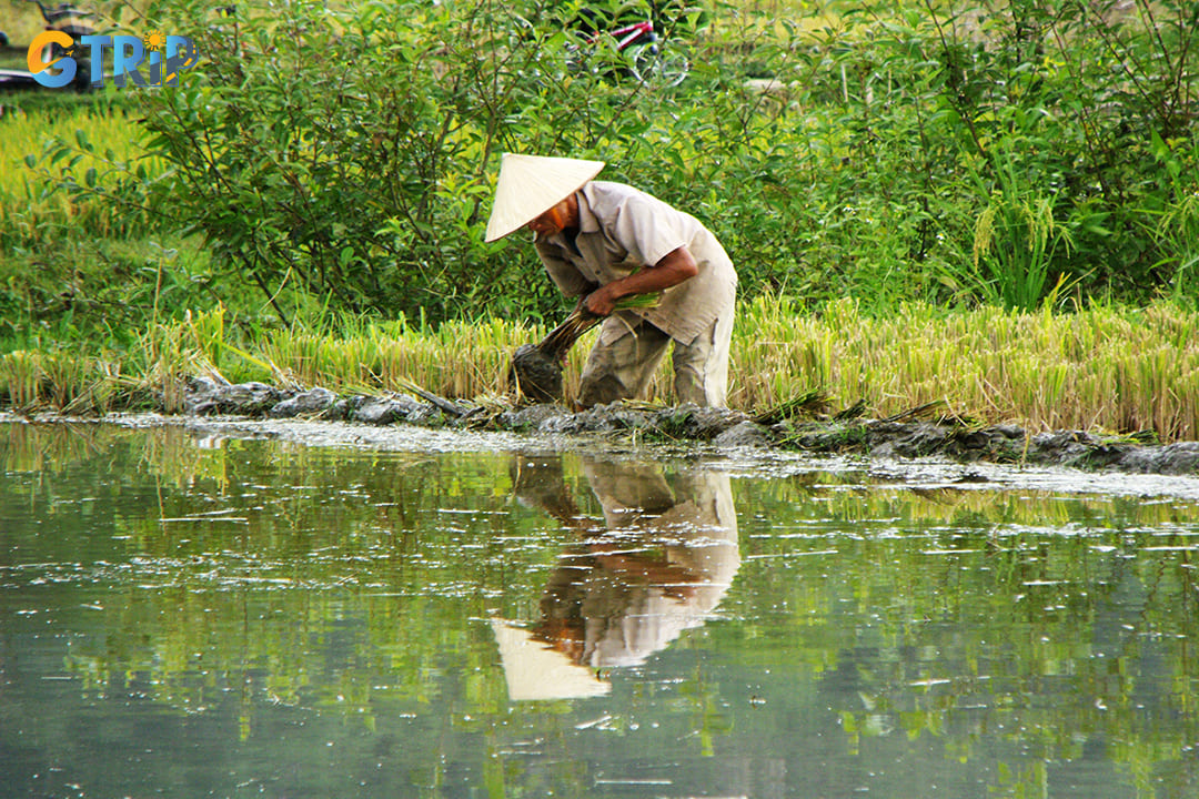 Participating in planting or harvesting rice provides a hands-on understanding of local agriculture