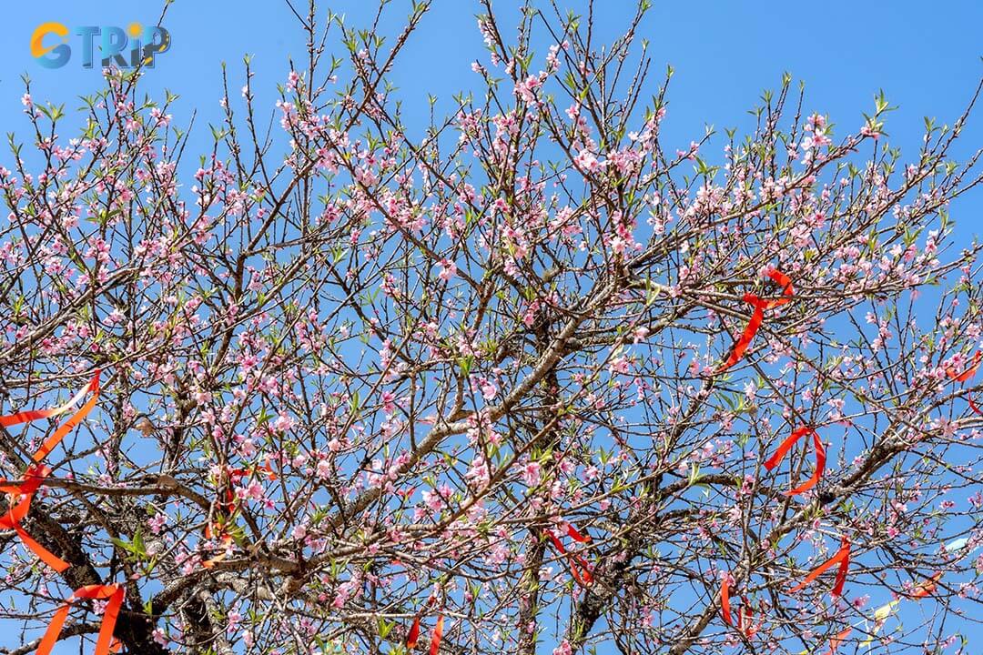 Peach blossom is one of the symbolic flowers of Northern Vietnam in New Year