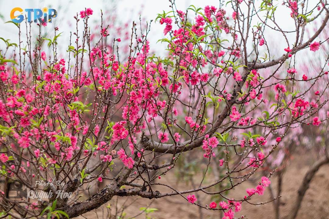 Peach blossoms are an indispensable part of Tet for all people in Ninh Binh