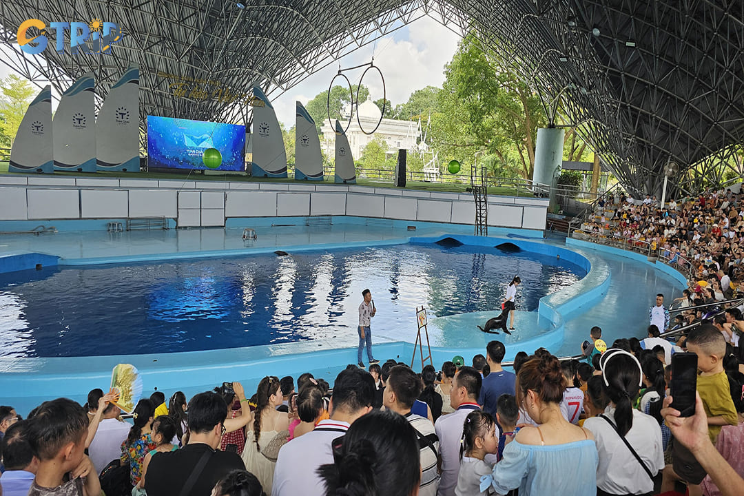 People are watching a seal show in Tuan Chau Park