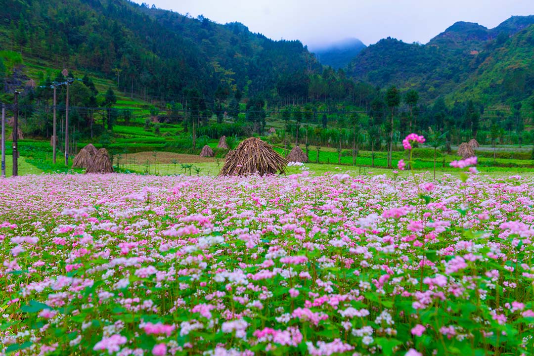 Buckwheat Flower Festival 2024