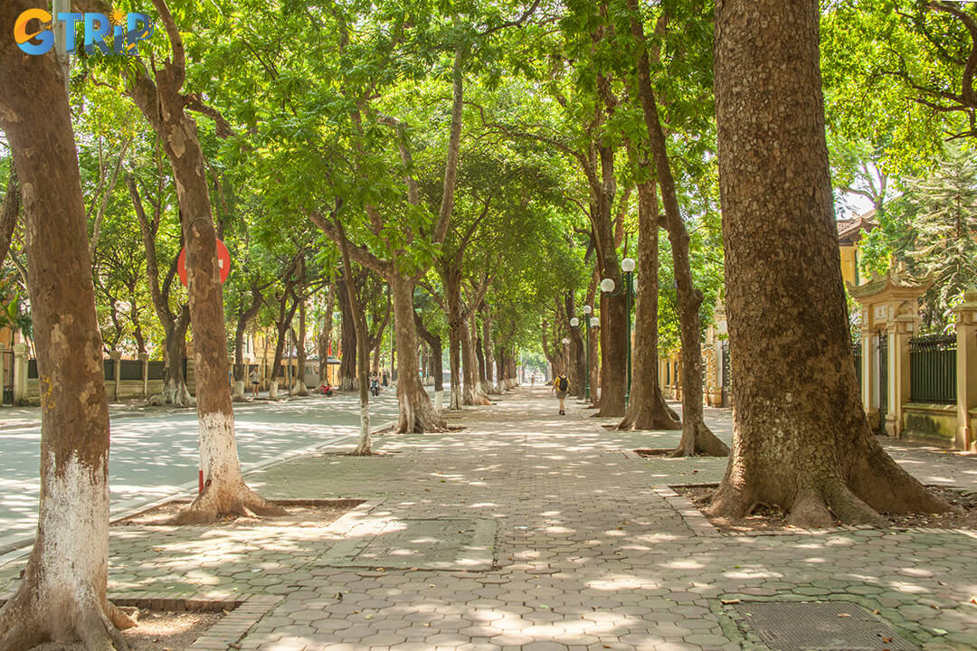 Phan Dinh Phung Street is a serene, where French colonial villas and towering dracontomelon trees offer a peaceful retreat from the city’s bustle
