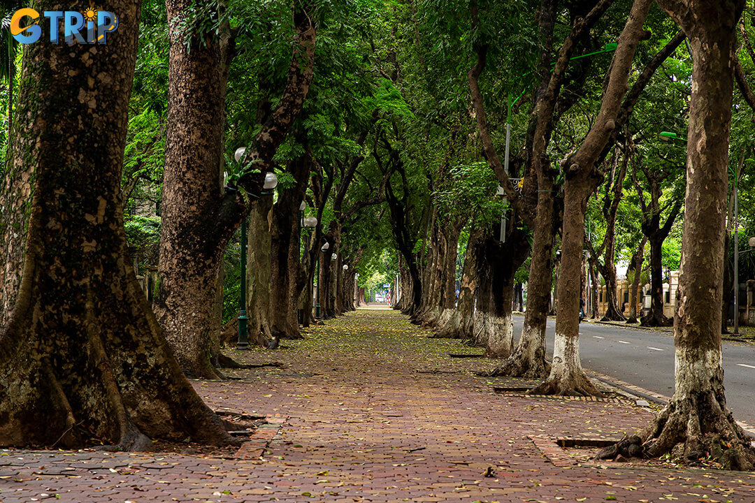 Phan Dinh Phung Street is one of Hanoi’s most romantic and photogenic avenues, known for its ancient trees, colonial architecture, and peaceful atmosphere