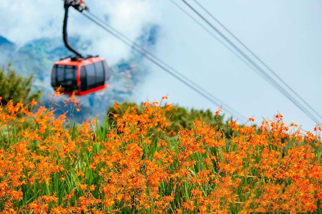 Crocosmia Flower Festival 2024