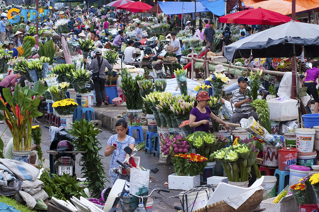 Quang Ba Flower Market stands as Hanoi's largest wholesale flower marketplace