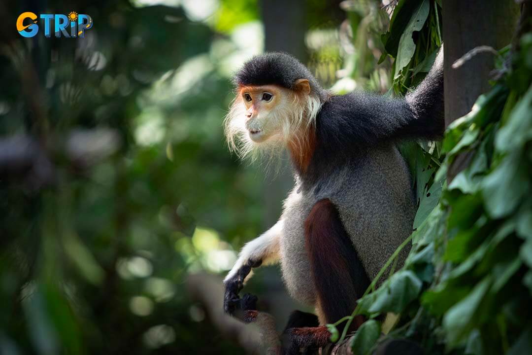 Red Shanked Douc Langur at EPRC