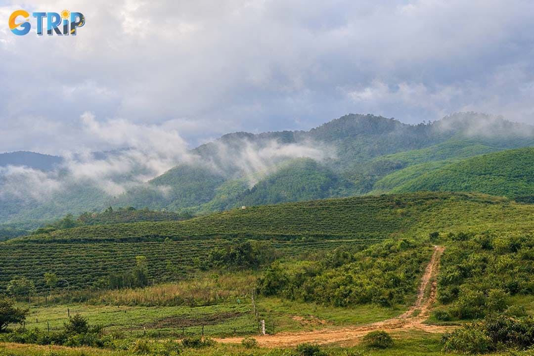 Remember practical tips to have a great journey to Dong Giang Tea Hill