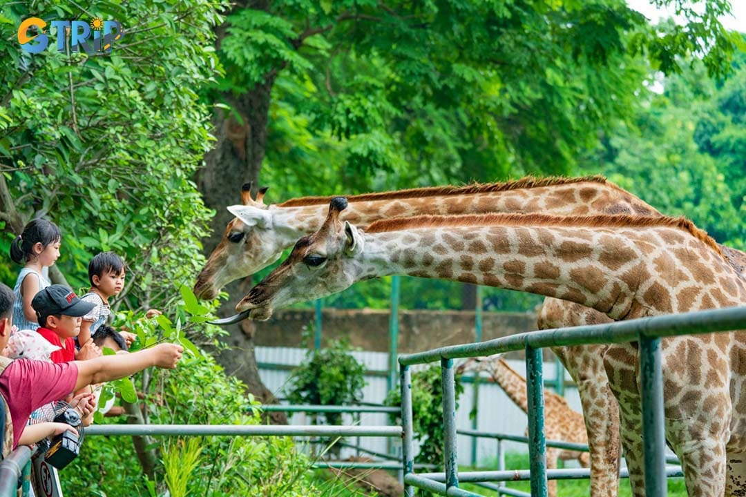 Remember useful tips to have a good visit to Saigon Zoo and Botanical Gardens