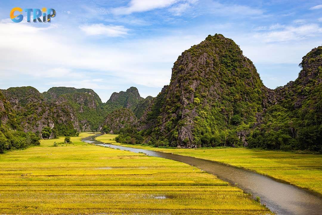 Golden and green rice fields stretch endlessly, painting a vivid rural charm across Ninh Binh’s countryside