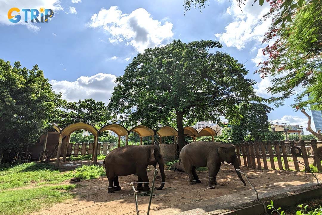 Saigon Zoo and Botanical Gardens highlights vital conservation efforts for rare native wildlife like the white-cheeked gibbon and Asian elephant