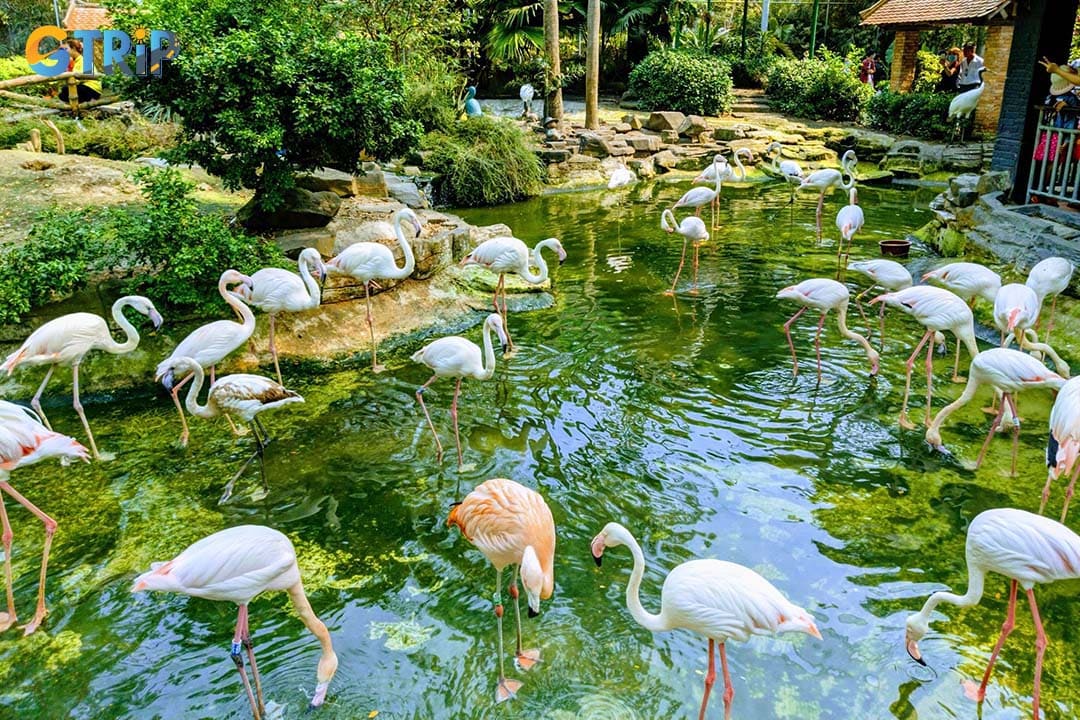 Saigon Zoo and Botanical Gardens is easy to reach using a variety of transportation options