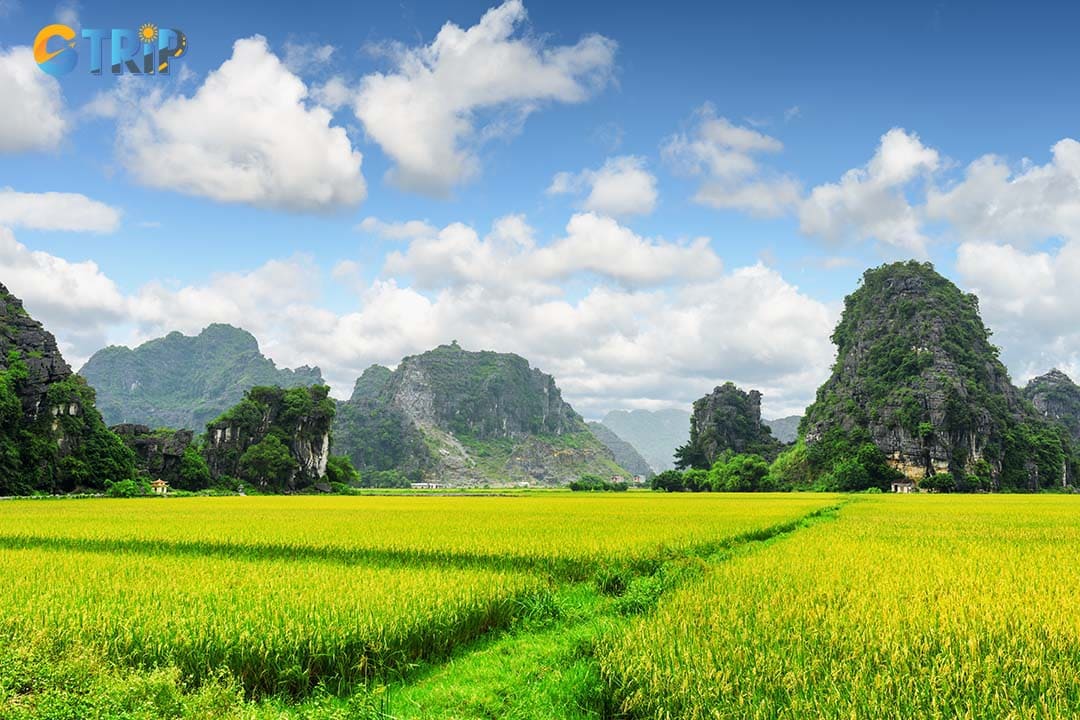 Scenic view of bright golden rice fields among amazing karst mountains at Ninh Binh