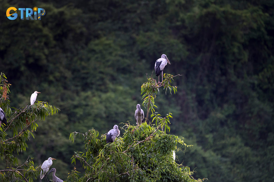 Serene birdwatching areas where you can observe species like storks