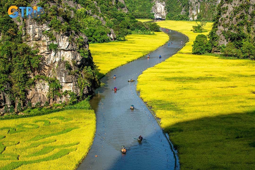 Sightseeing by boat in Tam Coc in May will bring you an exciting experience with limestone mountains and ripe rice fields on both sides of the Ngo Dong River