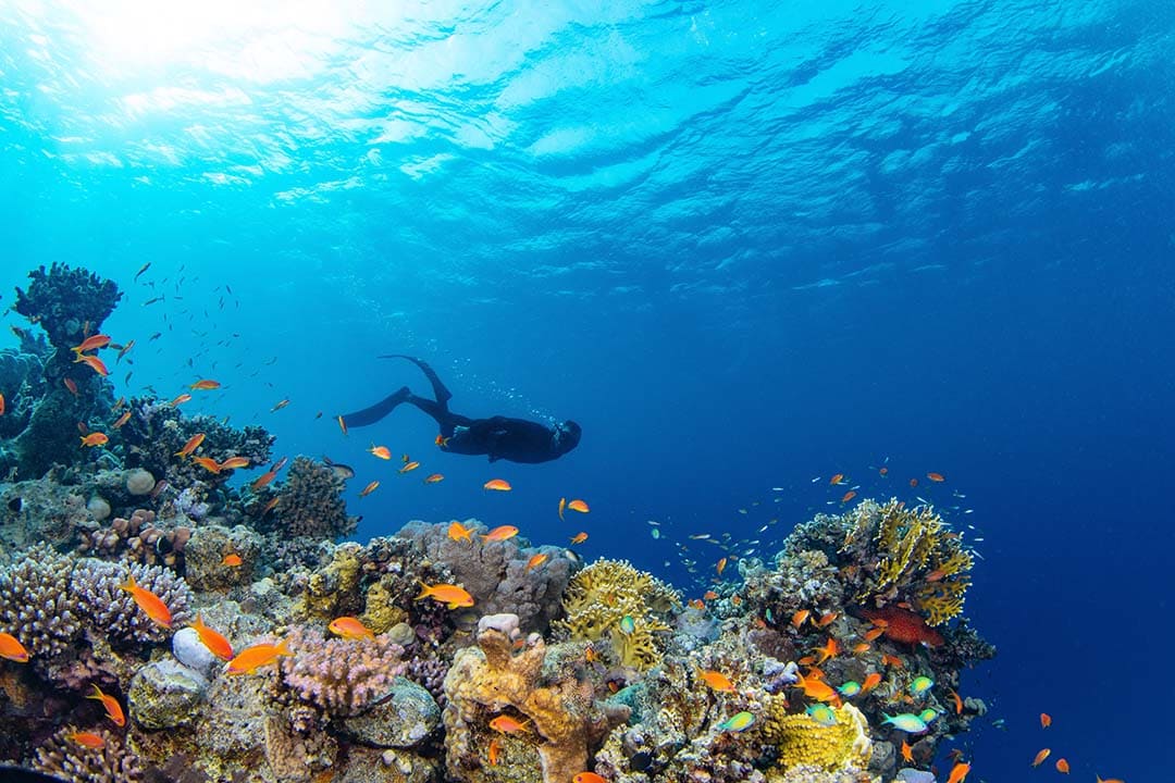 Snorkeling in Hoi An Travel Guide: Best Routes, Prices & Tips
