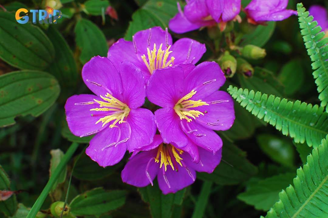 Soi Sim Island hosts a rich ecosystem, dominated by dense Sim trees that bloom with vibrant purple flowers in select seasons