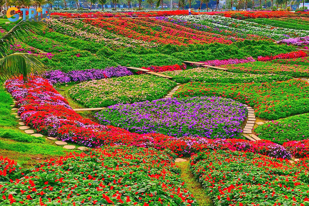 Step into a perpetual springtime wonderland at West Lake Flower Valley, where carefully cultivated gardens showcase vibrant blooms year-round