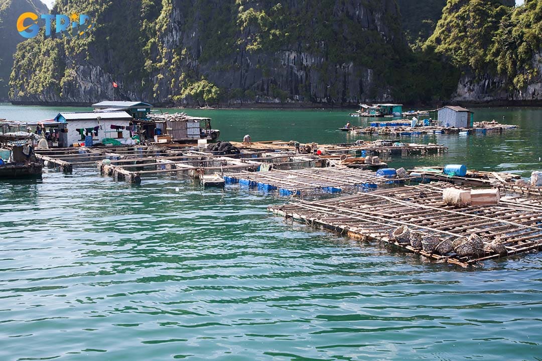 Take a scenic bamboo boat tour through Cua Van to experience village life, sustainable fishing, and maritime traditions, guided by locals