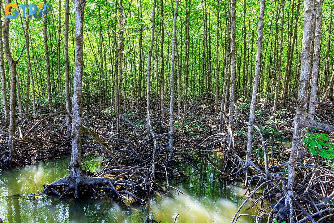 Taking the bus is the most budget-friendly way to reach Can Gio, with low fares, multiple routes