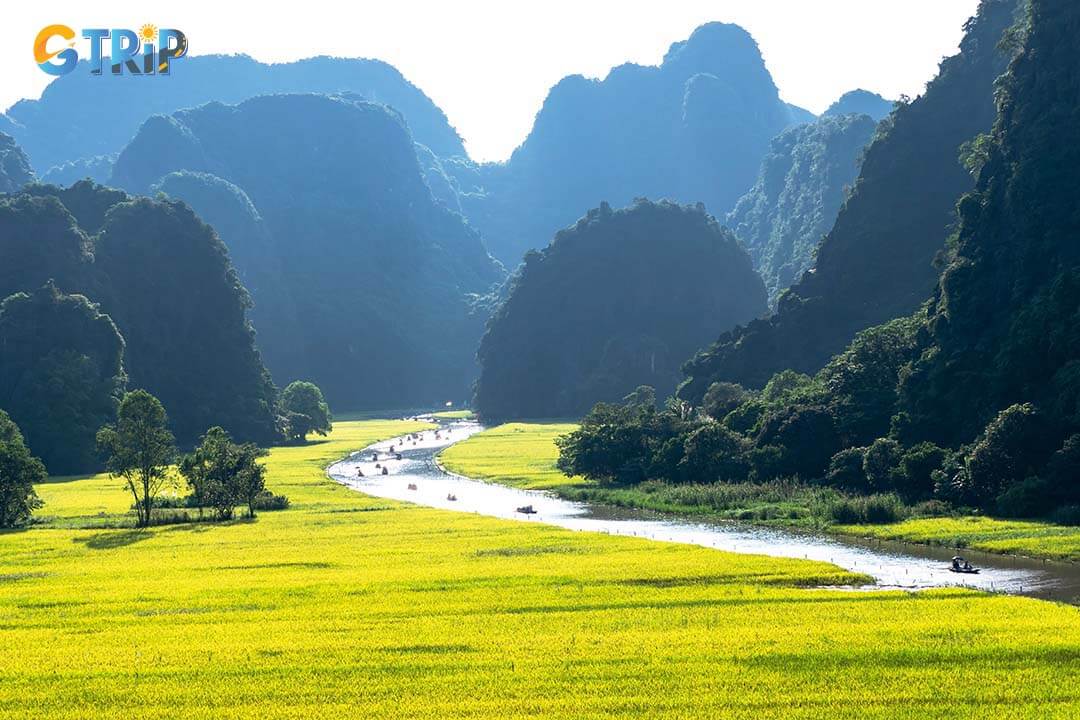 Tam Coc with a panoramic view from above with golden rice fields and stunning limestone mountains. A beautiful scene that you must take photos when coming to Ninh Binh