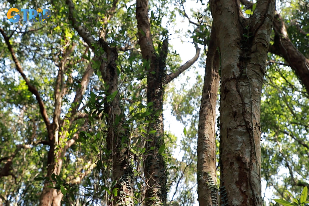 The ancient Syzygium cumini tree is about 150 - 200 years old