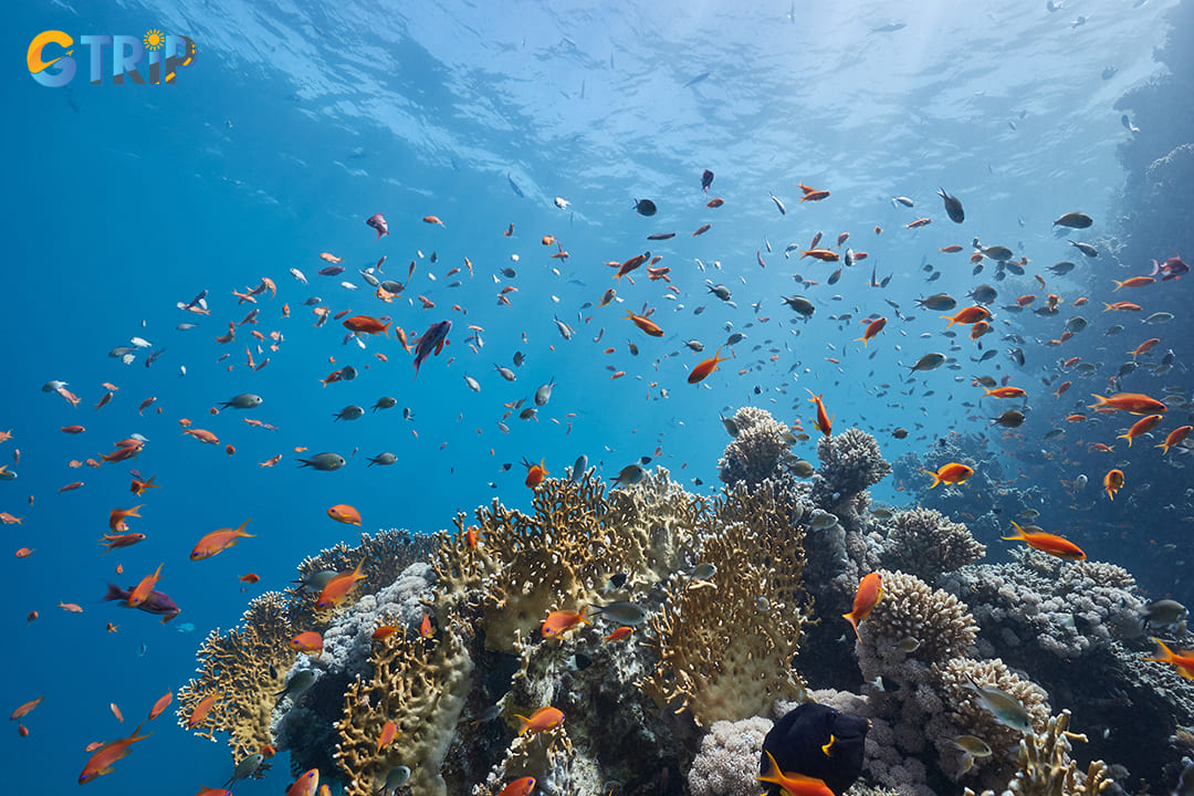 The bay’s waters host vibrant coral reefs, home to tropical fish, mollusks, and unique species