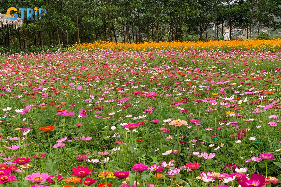 The best time to visit Yen Tu is during its flower bloom season, which typically lasts from January to March