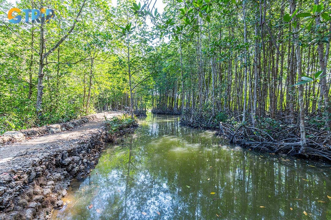 The Can Gio Mangrove Forest is a UNESCO Biosphere Reserve and the “green lung” of Ho Chi Minh City, ideal for a full-day trip