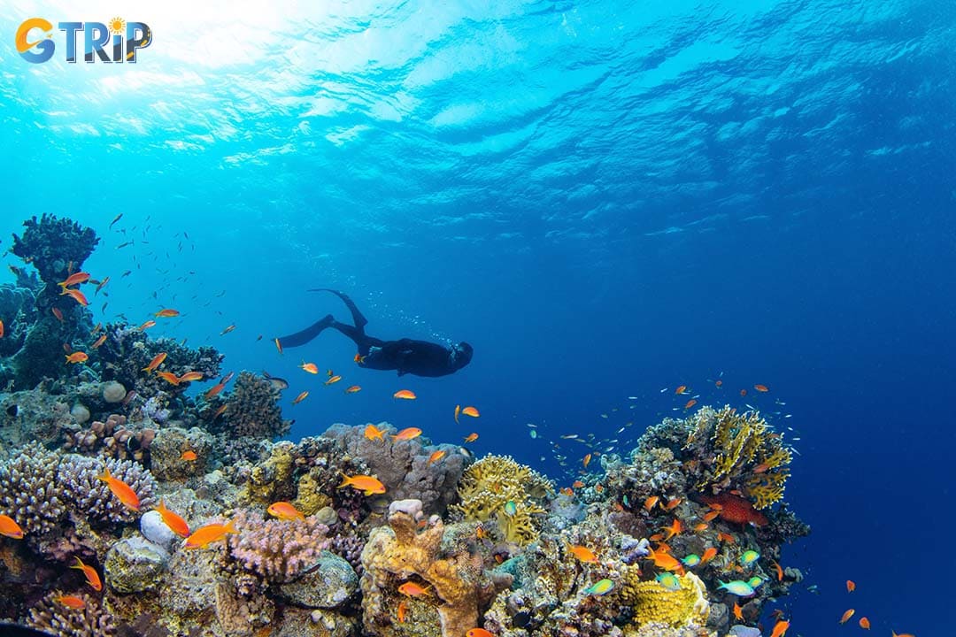 The Cham Islands are the heart and soul of snorkeling in Hoi An