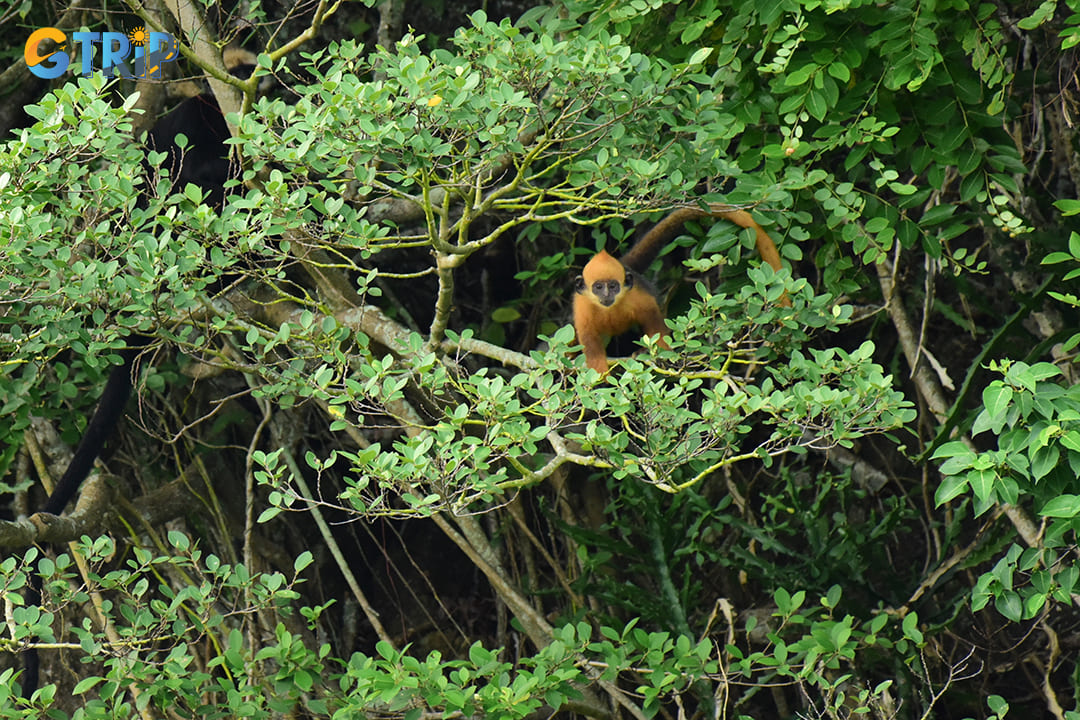 The endangered Cat Ba langur is a critically endangered primate