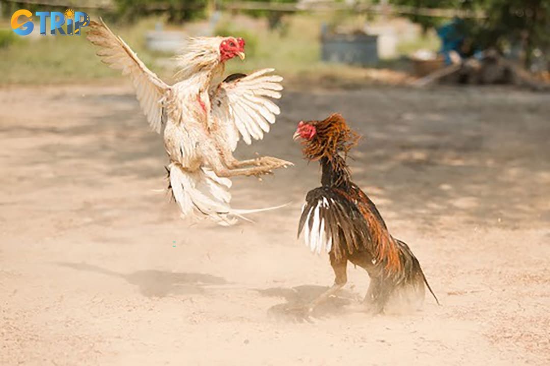 The festival features dances, folk games, and a countryside fair, celebrating local culture and uniting the five hamlets