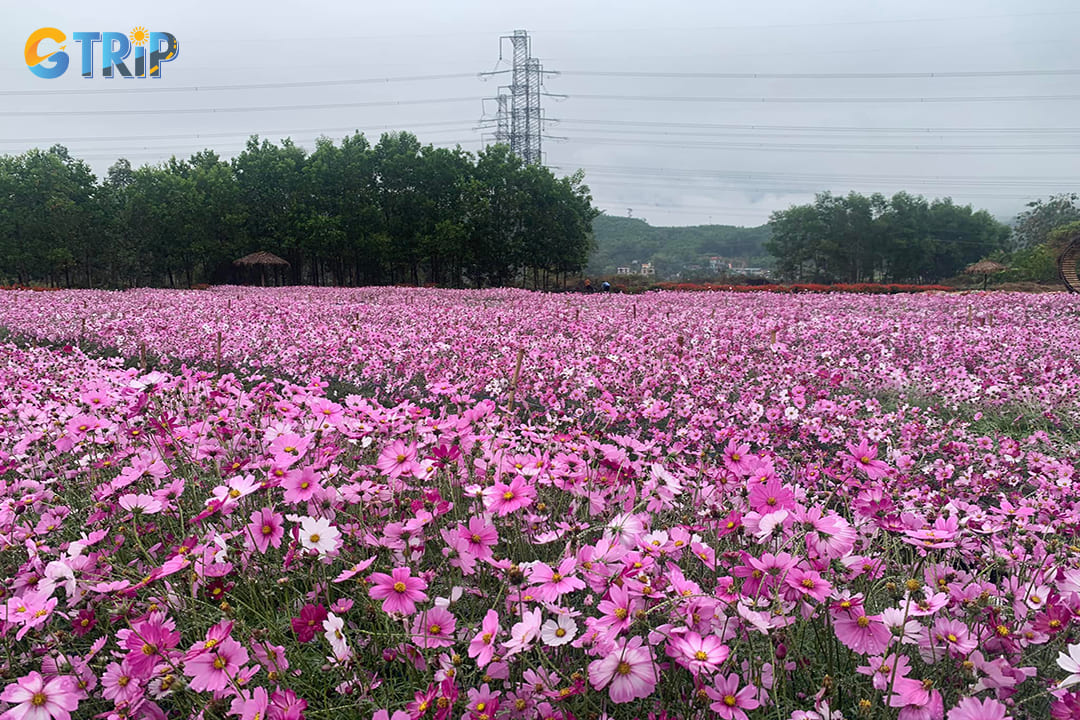 The flora of Yen Tu mountain flower sightseeing is both diverse and unique