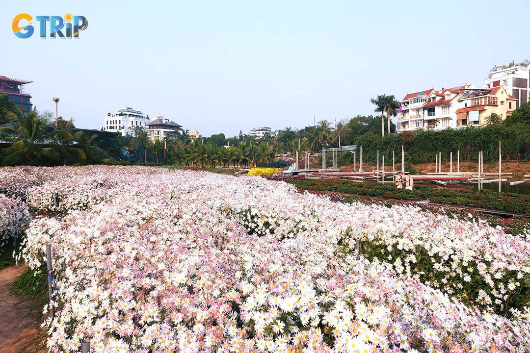 The flower valley covers several hectares of meticulously maintained gardens featuring seasonal Vietnamese and imported flower varieties
