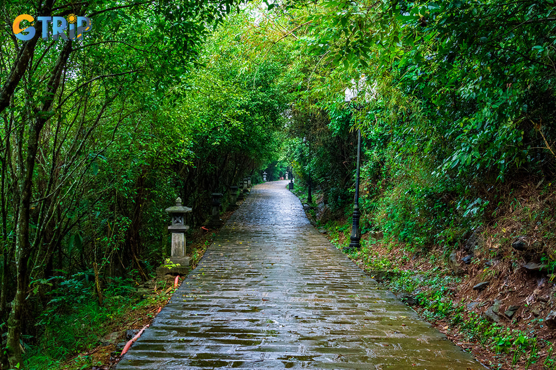 The forests with trees on both sides in Bai Dinh Pagoda