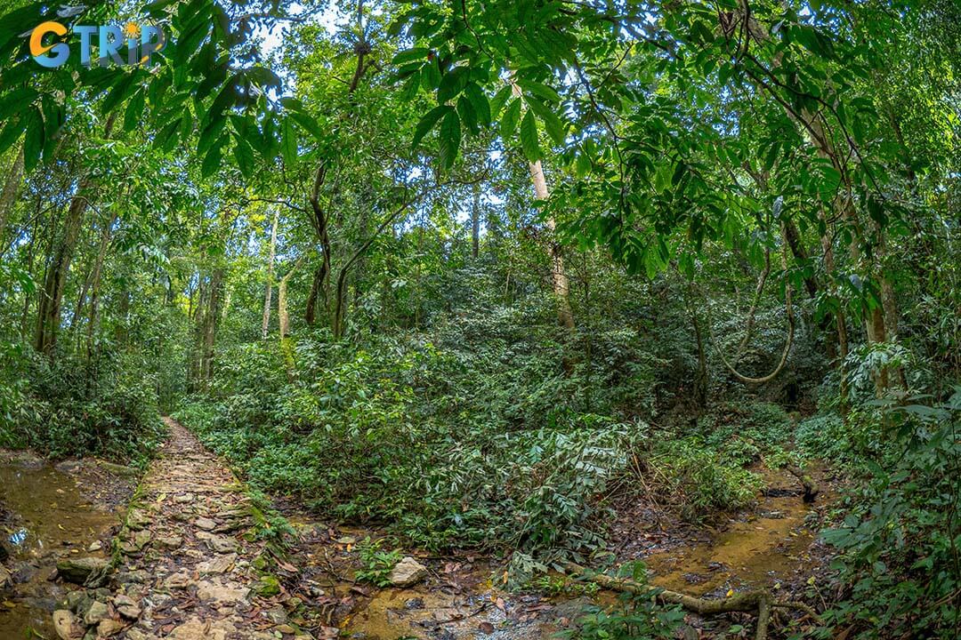 The fresh air and cool space at Cuc Phuong National Park will help you relax and have a wonderful experience with nature