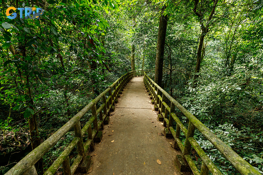 The green forests are perfect for going hiking in Cuc Phuong Park