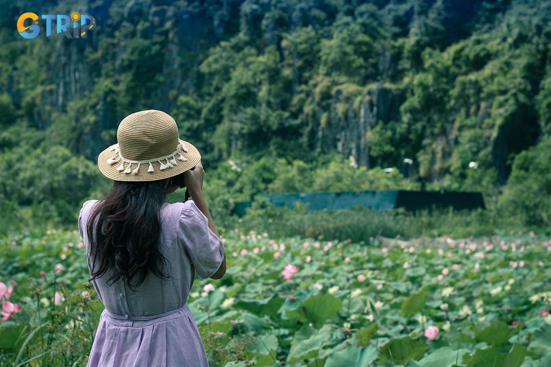 The lotus at Tam Coc blooms brightly amidst the lush green fields, creating a serene and tranquil scene surrounded by majestic mountains