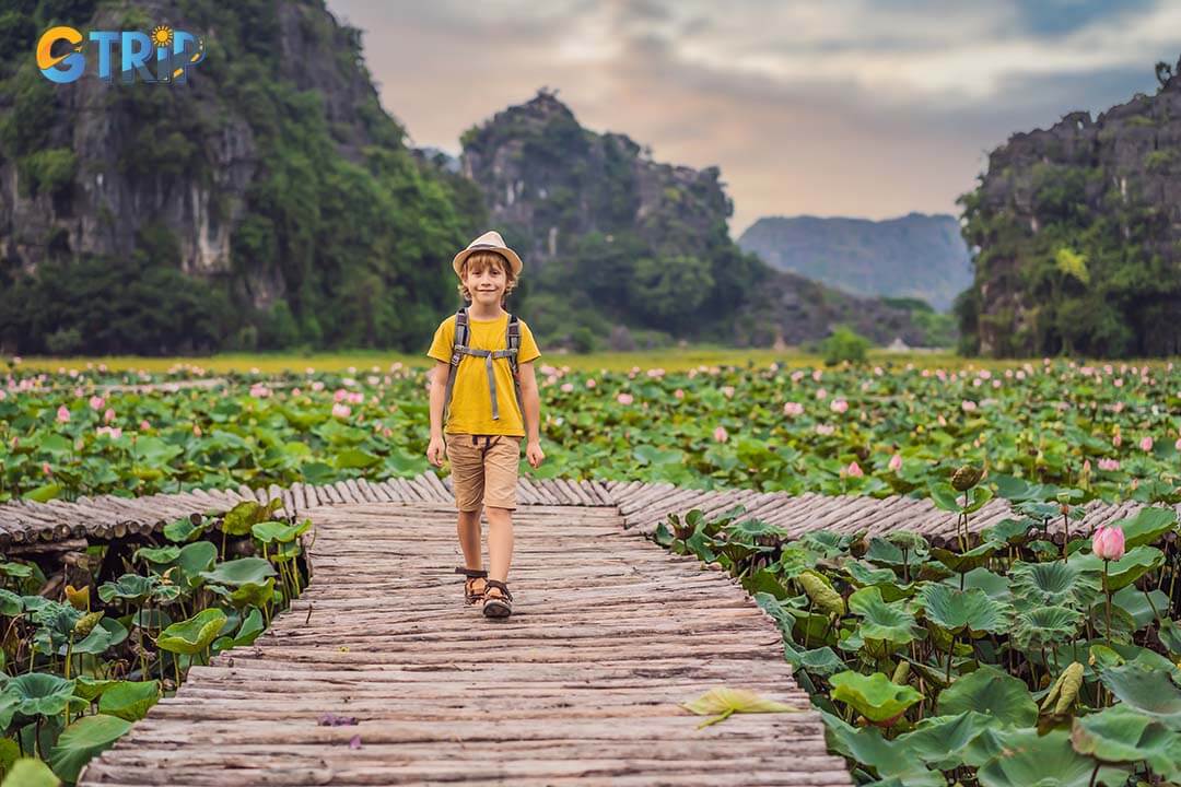 The lotus fields in Ninh Binh peak from May to July, bursting into vibrant pink and green for a stunning display