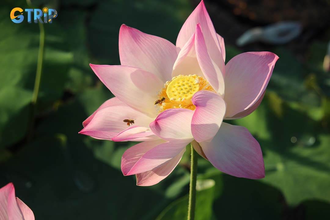 The lotus pond at Bich Dong Pagoda symbolizes purity and vitality in Buddhist culture